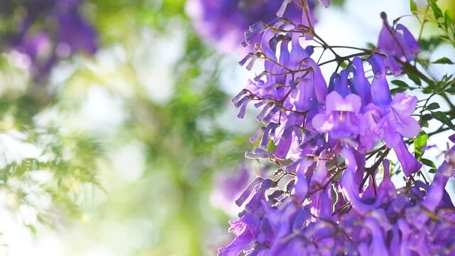 Jacaranda tree flowers, blooming violet flower closeup, beautiful ornamental tree blossom, blue flowers, acacia tree in summer park, slow motion 