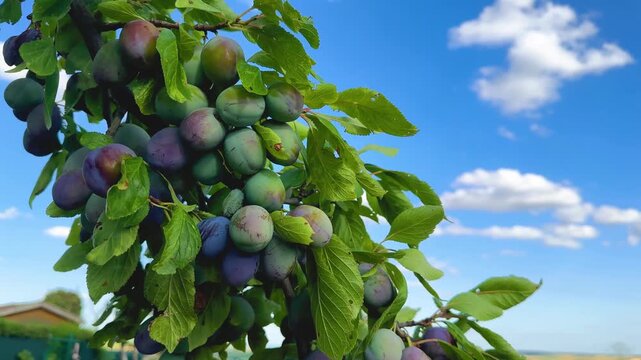 A branch of a plum tree sways in the wind under the weight of unripe blue plums against the blue sky. Harvesting for the production of plum juice and jam