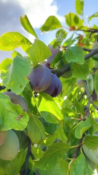 A branch of a plum tree sways in the wind under the weight of unripe blue plums against the blue sky. Harvesting for the production of plum juice and jam