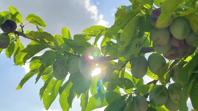 A branch of a plum tree sways in the wind under the weight of unripe blue plums against the blue sky. Harvesting for the production of plum juice and jam
