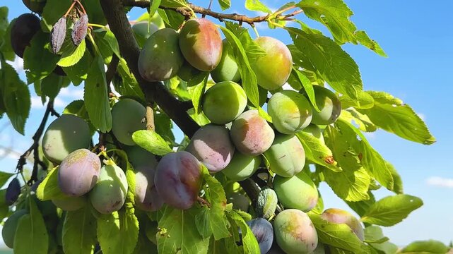 A branch of a plum tree sways in the wind under the weight of unripe blue plums against the blue sky. Harvesting for the production of plum juice and jam