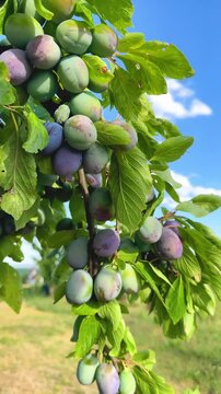 A branch of a plum tree sways in the wind under the weight of unripe blue plums against the blue sky. Harvesting for the production of plum juice and jam