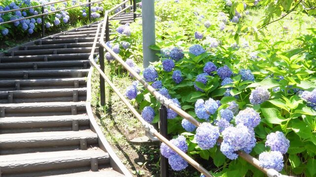 光差し込む紫陽花の遊歩道、階段を横切るモンシロチョウ