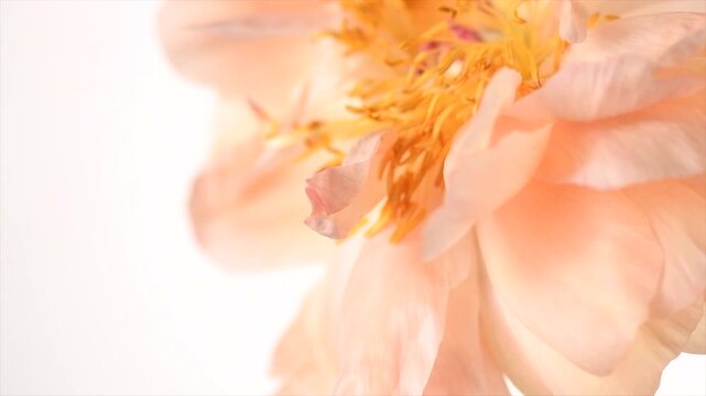 Peony flower on white background. One Coral Charm peony cutout elegant border design, card. Beautiful blooming one pastel color peony flower head, bud, close up, macro shot, stamens, petals. 