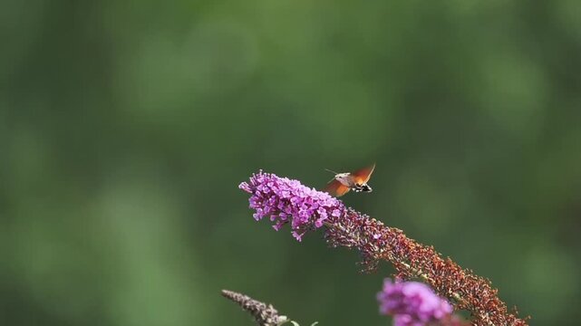 Hummingbird hawk moth flying towards a purple buddleia flower
