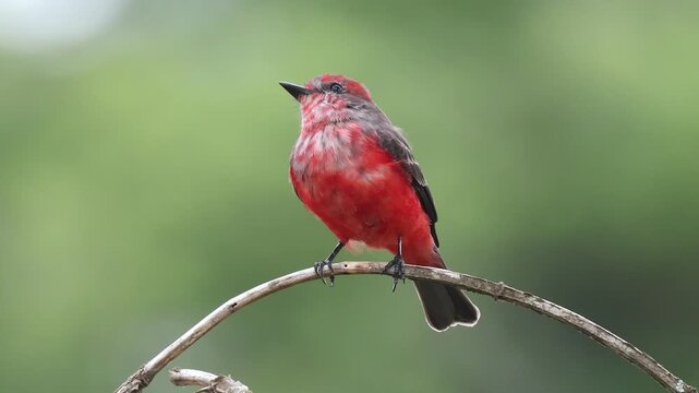 passarinho principe Pyrocephalus rubinus macho jovem