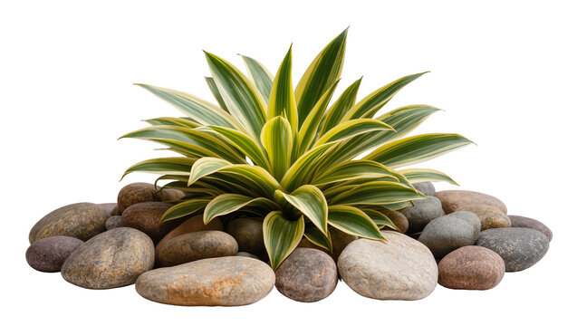 Isolated ornamental plant with striking variegated leaves surrounded by smooth river stones