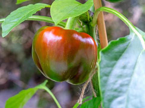 Sweet pepper, variety Kaibi Round, ripening on a plant