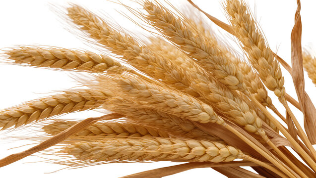 Isolated bunch of ripe golden wheat ears and stalks, symbolizing harvest and agriculture