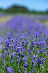 Fototapeta premium Lavender fields during summer