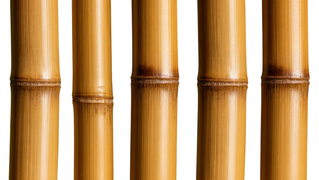 Isolated natural golden bamboo stalks with textured segments, perfect for design resources