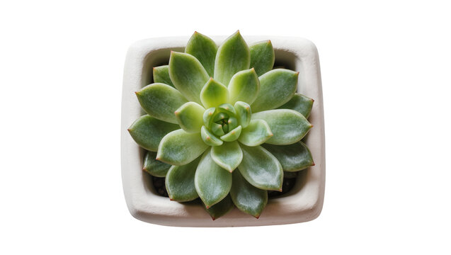 Isolated vibrant green succulent plant in a stylish white square pot, elegant botanical decor.