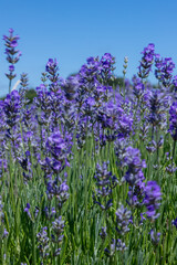 Fototapeta premium Lavender fields during summer