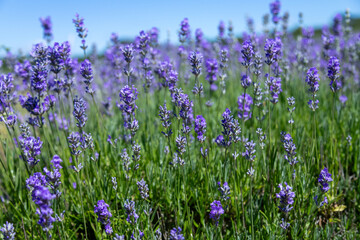 Fototapeta premium Lavender fields during summer