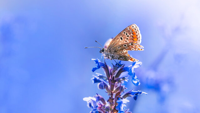 Small butterfly on purple lavender (Lavandula) flowers, beautiful dreamy macro photo with soft blue bokeh, shallow depth of field, and blurred background