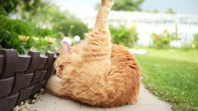Adult ginger cat lying on concrete path and cleaning itself in garden. ginger tabby cat lies comfortably on a concrete pathway in the backyard of a countryside dacha, licking its paw and cleaning