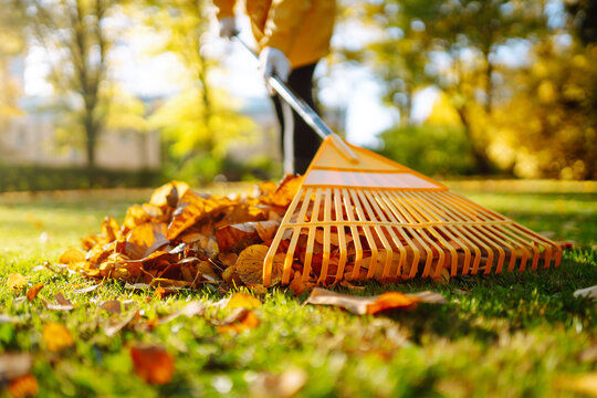 A close-up of a volunteer raking fallen leaves in a meadow in autumn. The yellow rake collects vibrant autumn leaves at sunset. The concept is seasonality, recycling, and ecology.