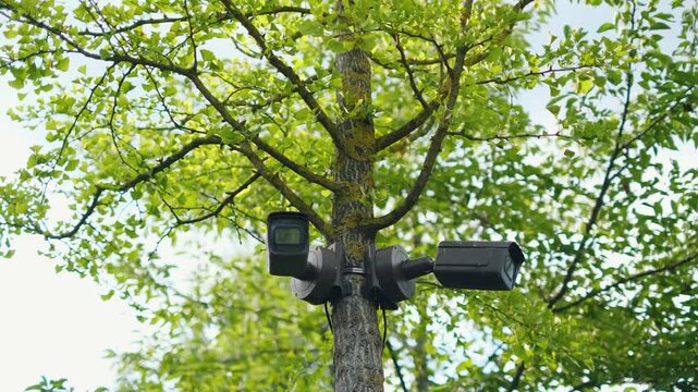 Interactive video surveillance cameras mounted on a tree