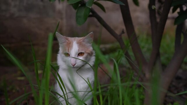 Gato en el cesped 