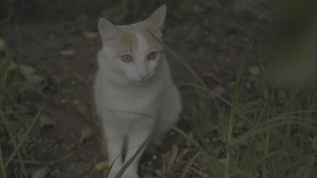 Gata en Slog 