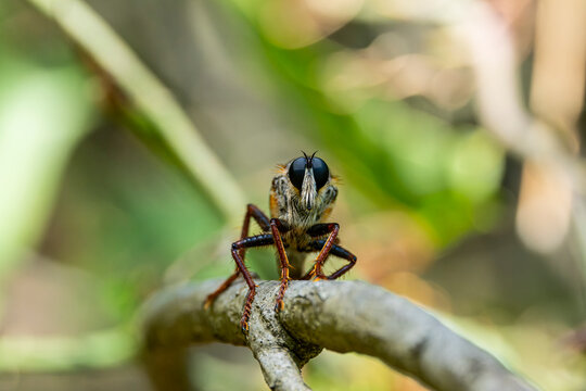 Detailed Macro Photography of a Robber Fly. Close Up Wildlife Macro of an Assassin Fly. Robber Fly Portrait in Extreme Macro Detail.