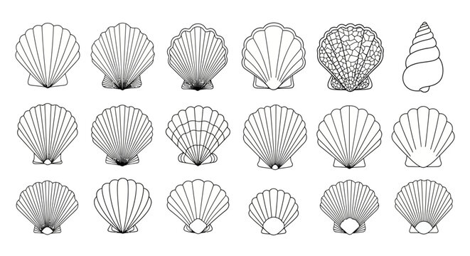 Collection of diverse seashell outlines and a single conch shell illustration, showcasing varied textures and ribbed patterns for decorative or educational purposes
