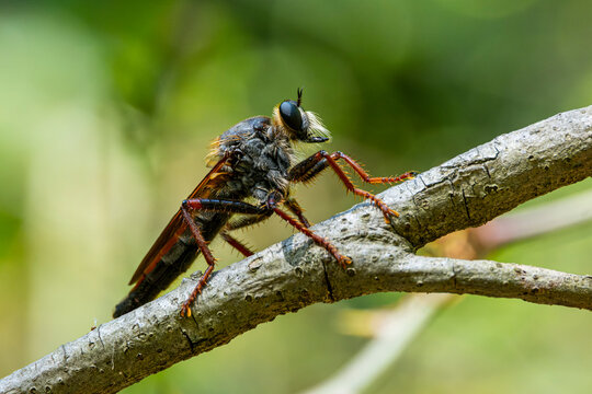 Detailed Macro Photography of a Robber Fly. Close Up Wildlife Macro of an Assassin Fly. Robber Fly Portrait in Extreme Macro Detail.