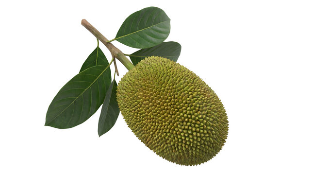 A single unripe jackfruit hanging from a branch with green leaves against a white background.