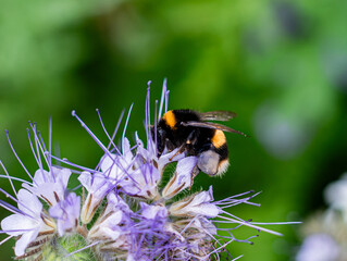 White-tailed Bumblebee or latin Bombus lucorum, is a species of bumblebee, widespread and common in  Europe. There is visible bumblebee's pollen basket attached to it's hind legs called corbicula. © Gosia
