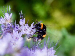 White-tailed Bumblebee or latin Bombus lucorum, is a species of bumblebee, widespread and common in  Europe. There is visible bumblebee's pollen basket attached to it's hind legs called corbicula. © Gosia
