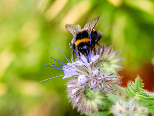 White-tailed Bumblebee or latin Bombus lucorum, is a species of bumblebee, widespread and common in  Europe. There is visible bumblebee's pollen basket attached to it's hind legs called corbicula. © Gosia