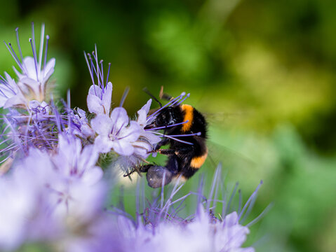 White-tailed Bumblebee or latin Bombus lucorum, is a species of bumblebee, widespread and common in  Europe. There is visible bumblebee's pollen basket attached to it's hind legs called corbicula.