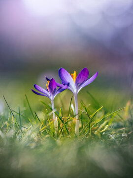 Purple crocus flowers in spring grass, beautiful dreamy macro photo with soft light, shallow depth of field, and blurred green background