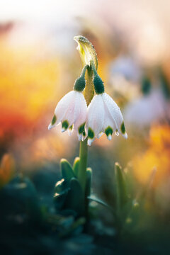 Spring snowflake (Leucojum vernum) flowers with raindrops, beautiful dreamy macro photo with golden light, shallow depth of field, and colorful bokeh