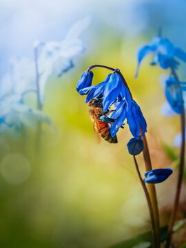 Honey bee with blue pollen on blue Siberian squill (Scilla siberica) flowers, beautiful dreamy macro photo with soft bokeh and shallow depth of field