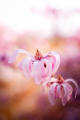 Pink star magnolia (Magnolia stellata) flowers in bloom, beautiful dreamy macro photo with soft pastel bokeh, shallow depth of field, and backlit spring light © Macro Viewpoint