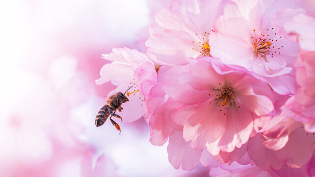 Honey bee approaching pink cherry blossoms (Prunus), beautiful dreamy macro photo with soft pastel light, shallow depth of field, and bright blurred background