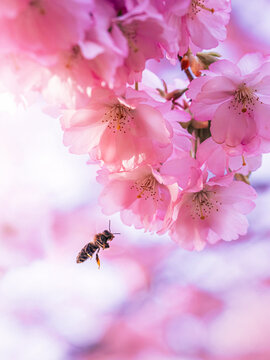 Honey bee approaching pink cherry blossoms (Prunus), beautiful dreamy macro photo with soft pastel light, shallow depth of field, and bright blurred background