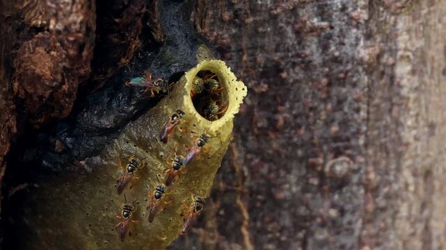Abelha nativa sem ferr&atilde;o jata&iacute;-amarela (Tetragonisca angustula)