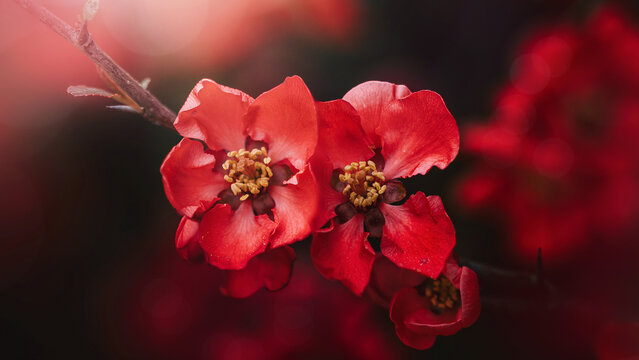 Red flowering quince (Chaenomeles) blossoms in bloom, beautiful moody macro photo with soft bokeh, shallow depth of field, and dark blurred background