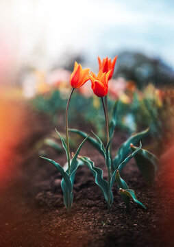 Orange tulip flowers in bloom, beautiful dreamy macro photo with soft spring light, shallow depth of field, colorful bokeh, and blurred garden background