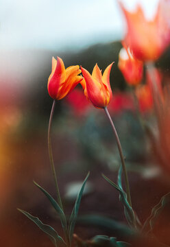 Orange tulip flowers in bloom, beautiful dreamy macro photo with soft spring light, shallow depth of field, colorful bokeh, and blurred garden background