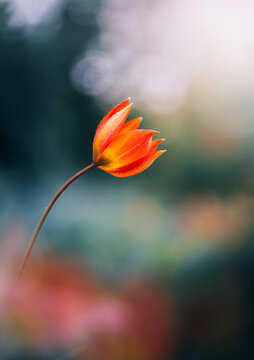 Orange tulip flower in bloom, beautiful dreamy macro photo with soft light, shallow depth of field, dark teal background, and colorful blurred bokeh