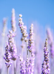 Obraz premium Lavender Flowers Blooming Beneath Clear Blue Sky