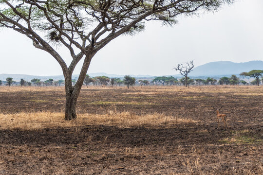 A well camouflaged impala is looking out ove hte vast expanse of the Serengeti