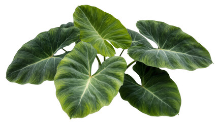 Isolated lush green tropical plant foliage arrangement with large vibrant heart-shaped leaves © Saoirse