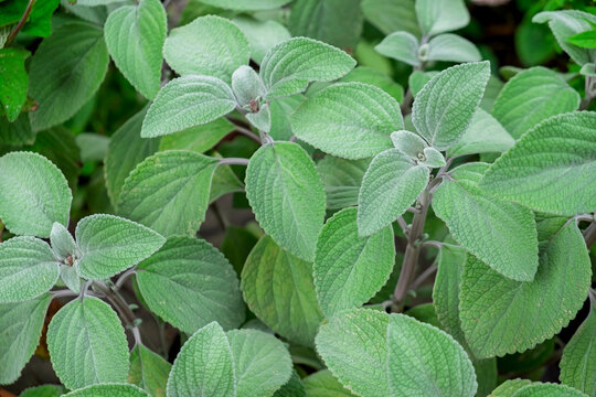 Plectranthus argentatus, auch bekannt als Silber-Harfenstrauch oder Silberweihrauch