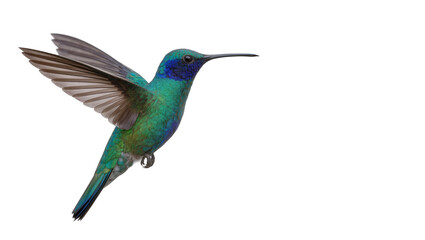 Isolated vibrant green and blue hummingbird in graceful flight with outstretched wings © Saoirse