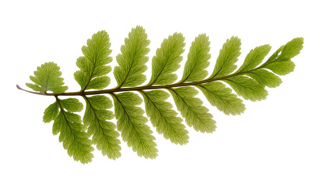 Isolated elegant fresh green fern frond with delicate translucent venation details