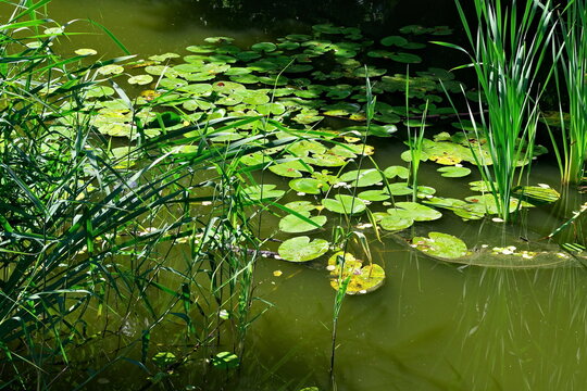 view of the river in July covered with water lilies